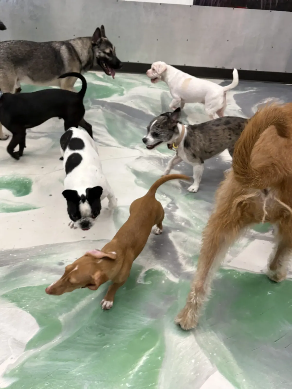 The Snuggle Den boarding suite for small dogs